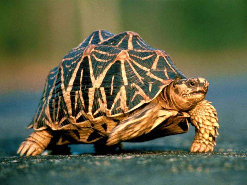 ЗВЕЗДЧАТАЯ ЧЕРЕПАХА (Geochelone elegans), черепаха семейства сухопутных черепах.